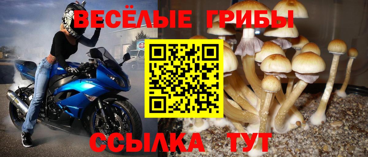 Псилоцибиновые грибы GOLDEN TEACHER  Псилоцибиновые грибы Psilocybine cubensis  Вход с VPN  Россошь 